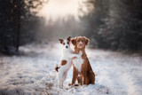 Don't Lose Your Pets to Winter Weather:  Tips for Pet Safety
