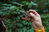 Fall Foraging