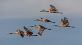 Flock to Witness the Fall Migration of North America’s Sandhill Crane