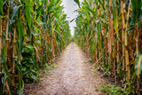 Have an Adventure in the “Maize”