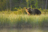 RV Couple Suffers Grizzly Attack in National Forest (and it was RecPro to the rescue)