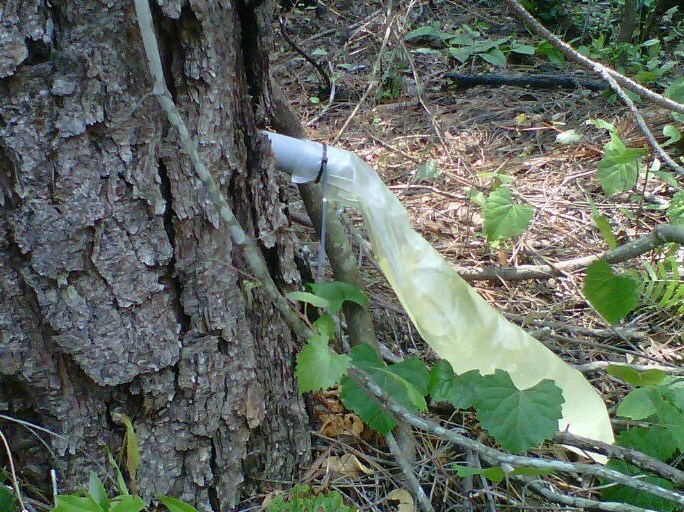 bag-on-tree-1-.jpg