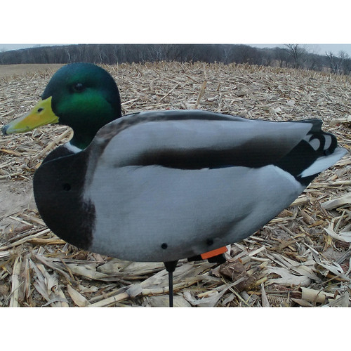 Drake Mallard Upright