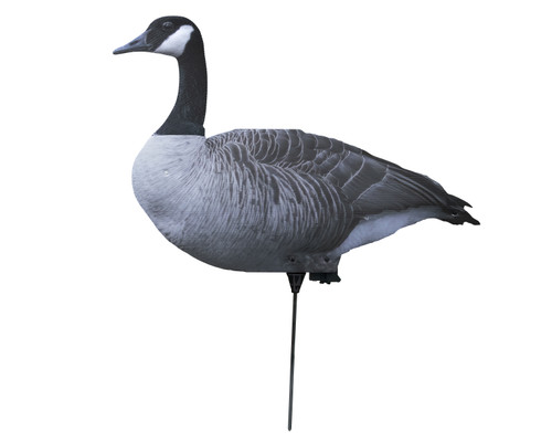 Canada Goose Upright