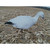Snow Goose Upright