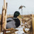 Mallard Dizzy Decoy
