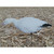 Snow Goose Feeder