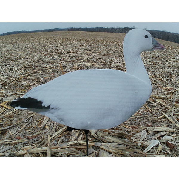 Snow Goose Upright