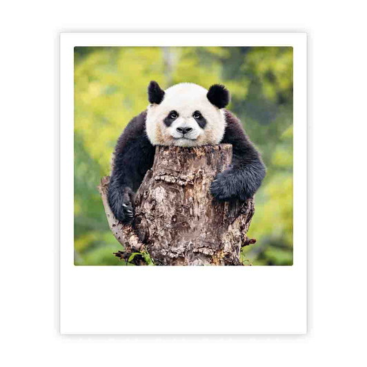 Photo-Postkarte "lazy panda"- ZG-1522 - Pickmotion