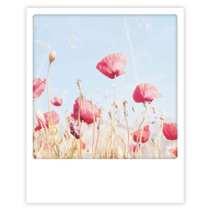 Photo-Postkarte "Poppy field" - ZG 1326 - Pickmotion