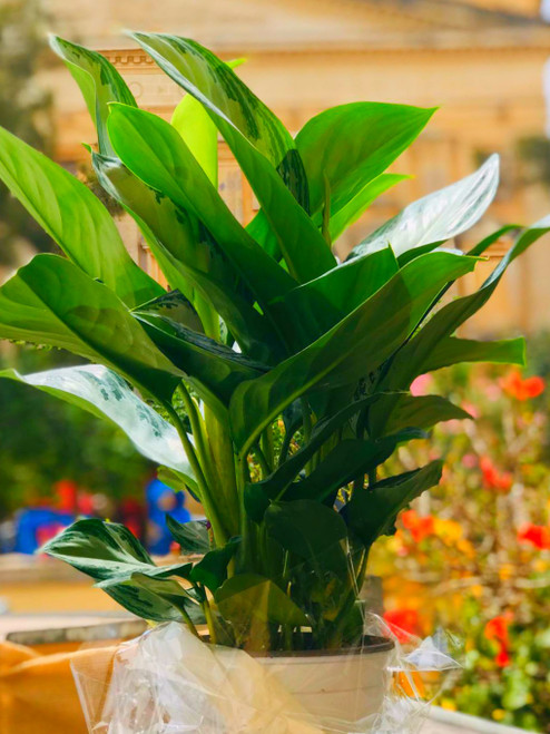 Aglaonema in pot 19