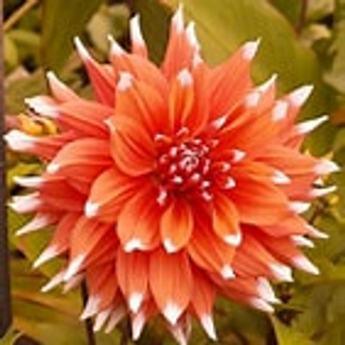 Bulb-DAHLIA CACTUS-COLOUR SPECTACLE  X 1