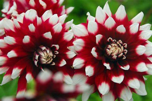 Bulb-DAHLIA DECORATIVE DUET  X 1