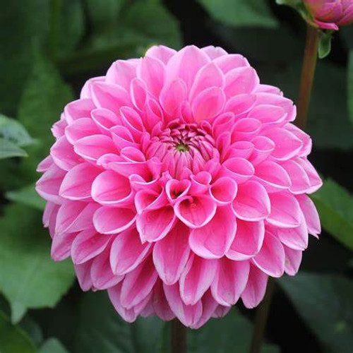 Bulb-DAHLIA BALL SANDRA X 1