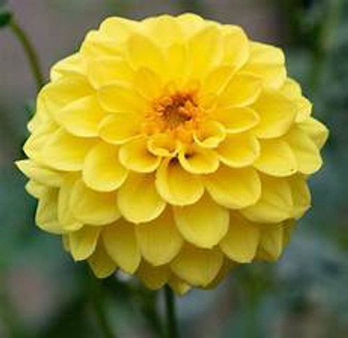 Bulb-DAHLIA POMPOM GOLDEN SCEPTOR X 1