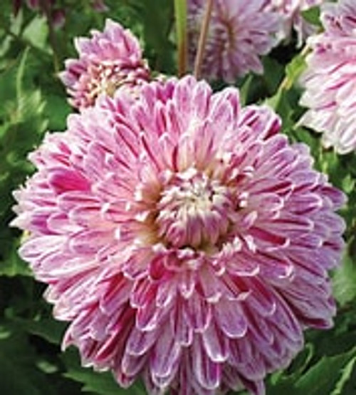 Bulb-DAHLIA AVIGNON X 2