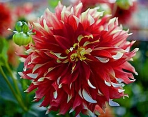 Bulb-DAHLIA BODACIOUS X 2