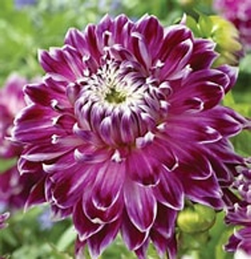 Bulb- DAHLIA VANCOUVER X 2 BULB