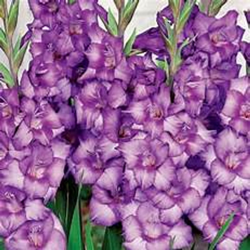 Bulb-GLADIOLUS COTE D'AZUR  X 10 BULBS