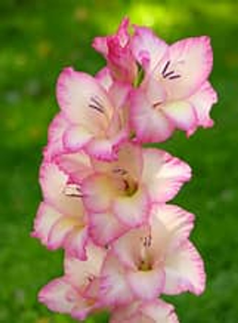 Bulb-GLADIOLUS PRISCILLA X 10 BULBS