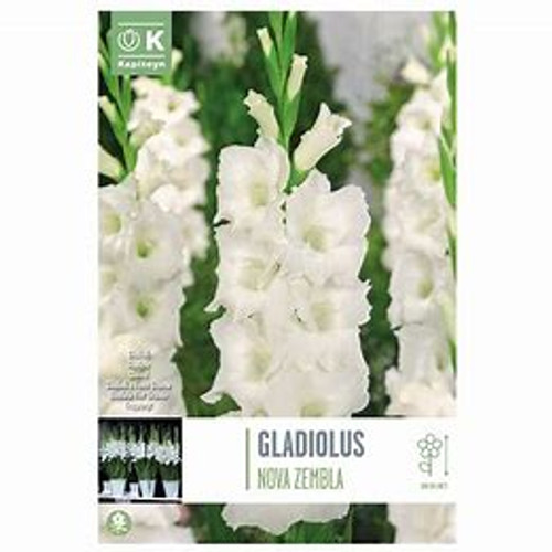 Bulb-GLADIOLUS NOVA ZEMBLA X 10 BULBS