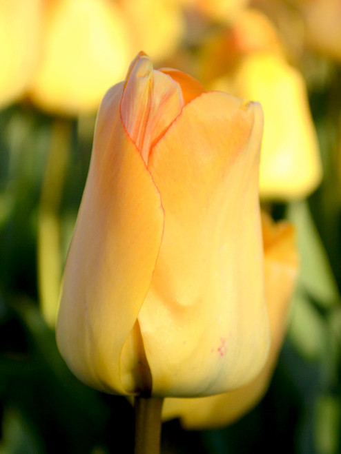 Tulip Darwin Hybrid Daydream x10 Bulbs