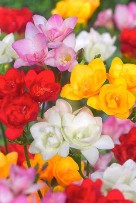 Freesia Double Mixed x15 Bulbs