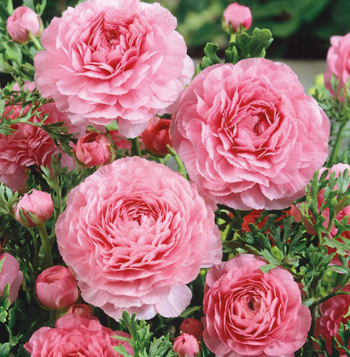 Ranunculus Pink x10 Bulbs