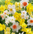 Narcissus Mixed x5 Bulbs