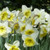 Narcissus Ice Follies x5 Bulbs