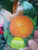 Clementine (Citrus Clementina) in pot 24