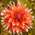 Bulb-DAHLIA CACTUS-COLOUR SPECTACLE  X 1