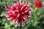 Bulb-DAHLIA CACTUS-FRIQOULET X 1