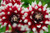 Bulb-DAHLIA DECORATIVE DUET  X 1