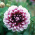 Bulb-DAHLIA DECORATIVE EDINBURGH  X 1