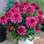 Bulb-DAHLIA DECORATIVE GARDEN WONDER  X 1