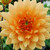 Bulb-DAHLIA DECORATIVE GLORIE VAN NOORDWIK  X 1