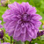 Bulb-DAHLIA DECO.PLATE-LAVANDER PERFECTIONX 1