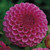 Bulb-DAHLIA BALL BABETTE X 1