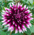 Bulb-DAHLIA ALAUNA CLAIR OBSCUR  X 2