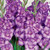 Bulb-GLADIOLUS COTE D'AZUR  X 10 BULBS