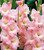 Bulb-GLADIOLUS ROSE SUPREME X 10 BULBS