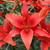 Bulb- LILIUM ASIATIC RED COUNTY X 3 BULBS