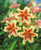 Bulb- LILIUM LAVON X 2 BULBS