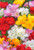 Freesia Double Mixed x15 Bulbs