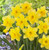 Narcissus Carlton x5 Bulbs