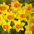 Narcissus Red Devon x5 Bulbs