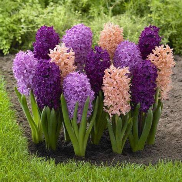 Hyacinths Mixed Colours x4 Bulbs