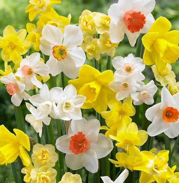 Narcissus Mixed x5 Bulbs