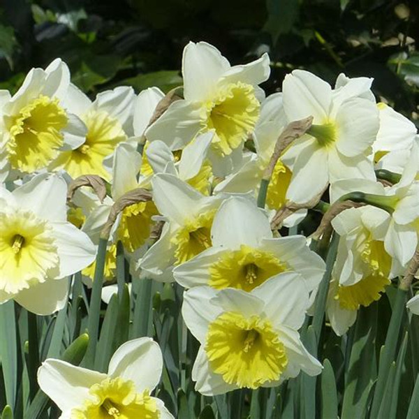 Narcissus Ice Follies x5 Bulbs